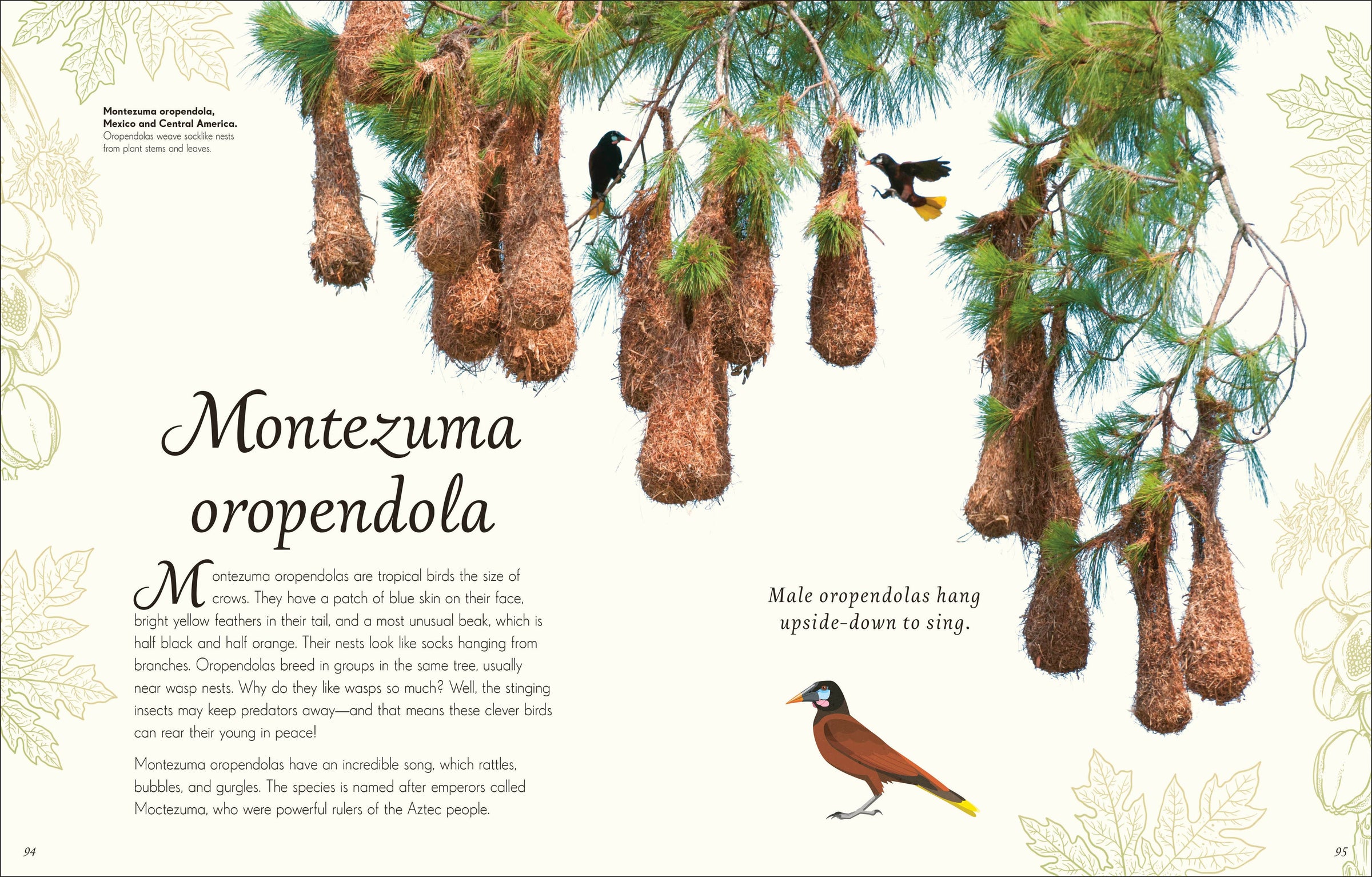 Anthology Birds
