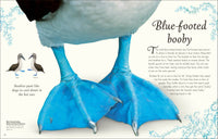 Anthology Birds