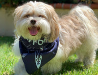 Colorado Bandana
