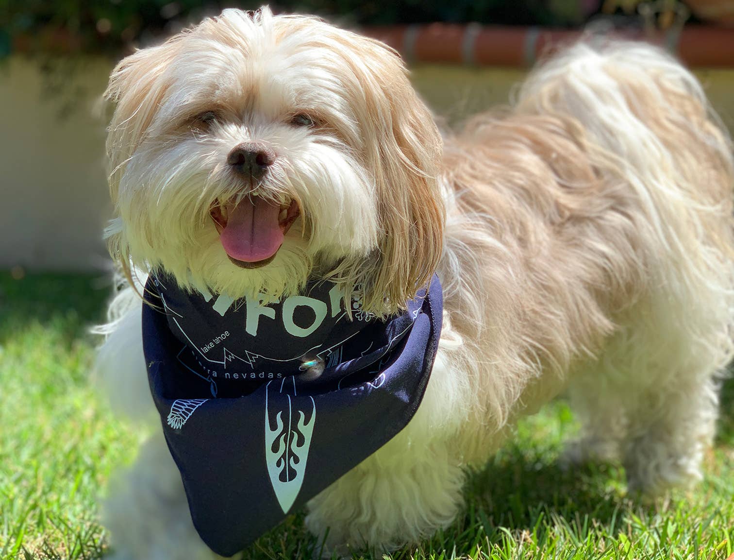 Colorado Bandana